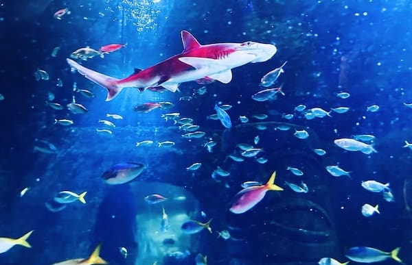 奥兰多海洋生物馆
