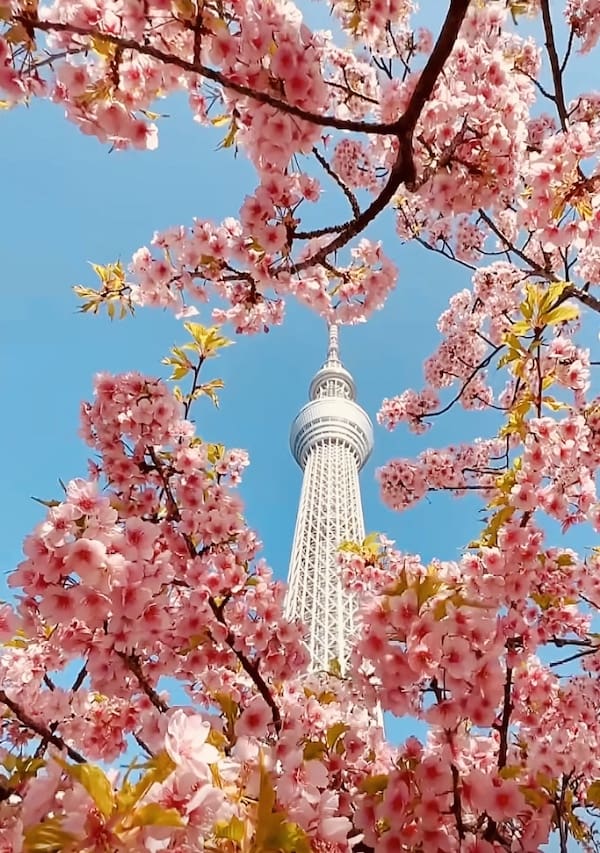 东京樱花